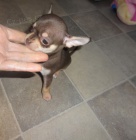 kr�sn� a o�kovan� �ivava mini