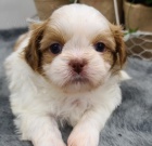 hygienicky a soci�ln� vy�kolen� �t��ata Shih tzu na prodej.