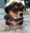 Pembroke Welsh Corgi Puppies �t��ata na prodej.