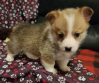 Pembroke Welsh Corgi Puppies �t��ata na prodej.