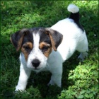 Kr�sn� �t���tka Jack Russell teri�ra na prodej