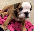 anglick� buldok �t��ata na prodej