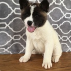 kr�sn� akita shiba inu �t��ata k adopci