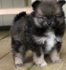 kr�sn� �t���tka pomeranain k adopci