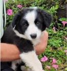 Kr�sn� �t��ata border kolie