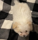 kr�sn� �t���tka havapom k adopci