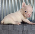 kr�sn� francouzsk� buldo�ek �t��ata k adopci