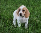 Beagle �t���tka jsou p�ipravena poznat nov� rodiny.