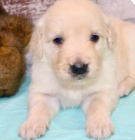 kr�sn� zlat� retr�vr k adopci k adopci