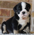 �t���tka anglick�ho buldoka jsou p�ipravena na nov� rodiny.