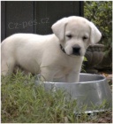 labradsk� �t��ata jsou p�ipravena na nov� rodiny