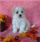 Maltsk� �t��ata jsou p�ipravena na adopci a nov� rodiny.