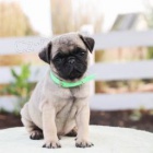 Mops �t��ata jsou p�ipravena k adopci a nov�m rodin�m.