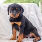 �t��ata rotvajler� k adopci