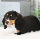 kr�sn� �t���tka jill beagle k adopci