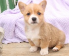 Nejlep�� **** Welsh Corgi