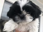 �t��ata shih tzu.