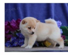 zdrav� �t��ata shiba inu
