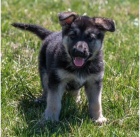 Kr�sn� �t��ata n�meck�ho ov��ka k adopci