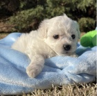 Kr�sn� �t��ata Bichon Frise k adopci