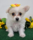 Kr�sn� �t��ata Yorkiepoo k adopci