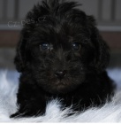 Kr�sn� �t��ata Schnoodle k adopci