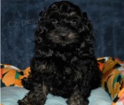 Kr�sn� �t��ata Cockapoo k adopci