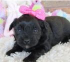 Kr�sn� �t��ata Maltipoo k adopci
