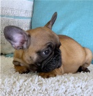 Vynikaj�c� vrh roztomil�ch a rozko�n�ch �t���tek francouzsk�ho buldo�ka, 