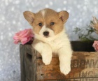 N�dhern� vrh vz�cn�ho plemene v �e�tin� - Pembroke Welsh Corgi