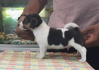 Jack Russell �t��ata