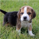 B�gl �t��ata