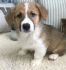kr�sn� pembroke welsh corgi �t��ata k adopci