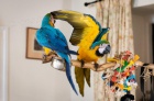 Lepen� p�r modr�ch a zlat�ch papou�ek na prodej
