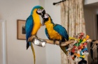 Lepen� p�r modr�ch a zlat�ch papou�ek na prodej