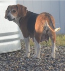 B�gl �t��ata na prodej