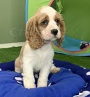 K dispozici �t��ata americk�ho kokr�pan�la