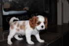K dispozici �t��ata Cavalier King Charles Spaniel