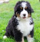 �t��ata bernsk�ho sala�nick�ho psa k dispozici