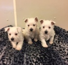 �t��ata West Highland White Terrier na prodej