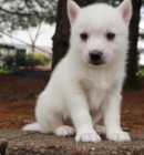 kr�sn� tony promsky na prodej