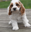 kr�sn� troy cockapoo na prodej