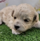 kr�sn� v�le havapoo na prodej