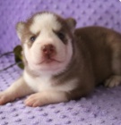 kr�sn� shiela siberain husky na prodej