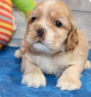 kr�sn� �t��ata kokr�pan�l na prodej