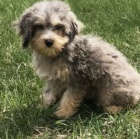 kr�sn� sony aussie pudl �t��ata prodej nep��tele