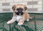Vy�ist�te �t��ata Lhasa Apso na prodej