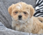 Vy�ist�te �t��ata Lhasa Apso na prodej
