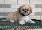 Vy�ist�te �t��ata Lhasa Apso na prodej