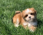 Vy�ist�te �t��ata Lhasa Apso na prodej
